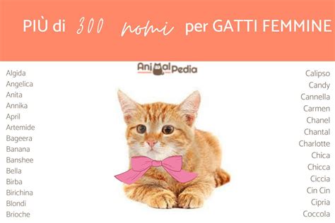 nomi corti per gatti femmine|nomi belli per gattine originali.